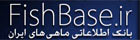 فیش بیس