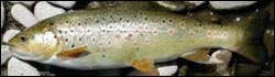 caspian sea trout