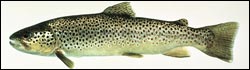 Brown Trout