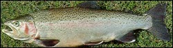 rainbow trout