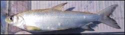 white fish